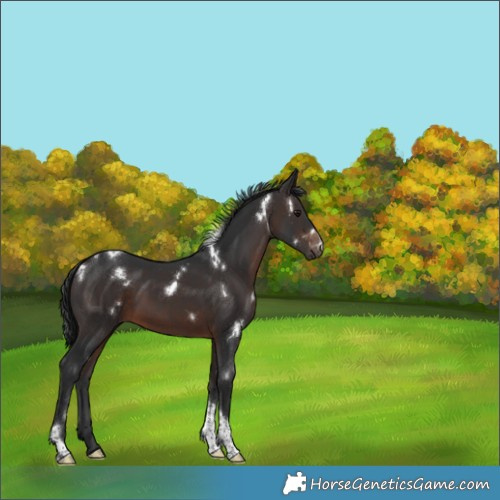 Horse Color:White Spotted Brown Tobiano Rabicano 