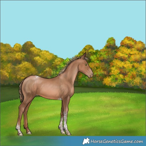 Horse Color:Liver Chestnut Pearl Tobiano 