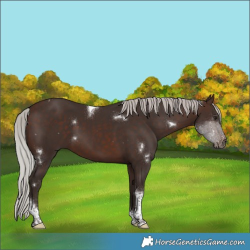 Horse Color:White Spotted Silver Brown Tobiano 