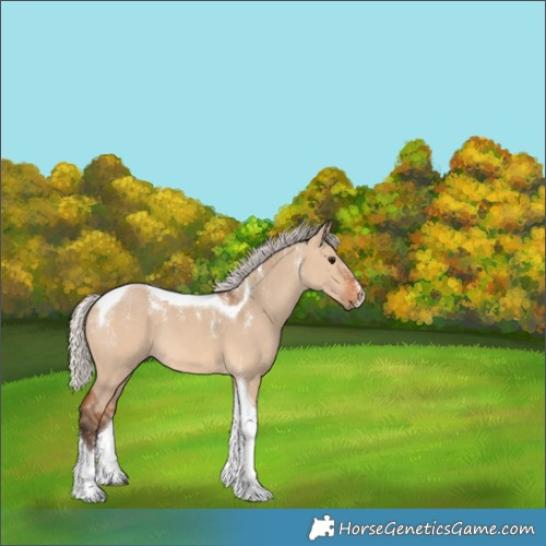 Horse Color:Powder White Silver Bay Dun Tobiano Rabicano 