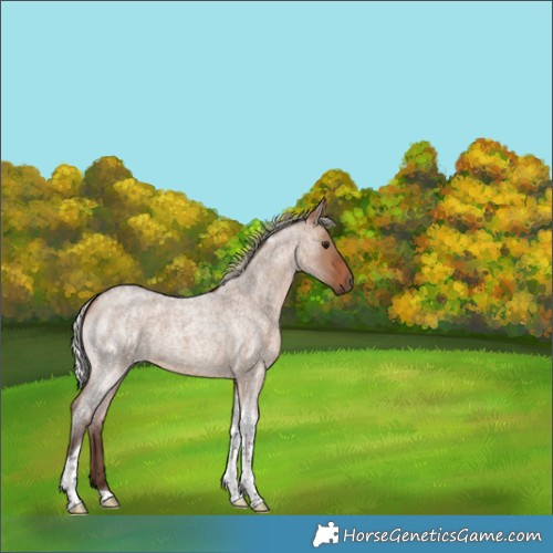 Horse Color:Silver Bay Roan Dun Tobiano 