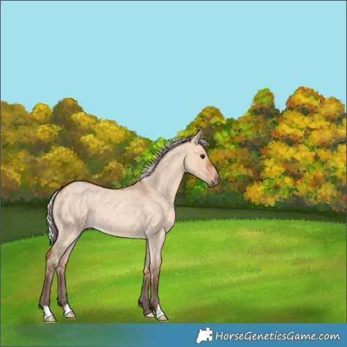 Horse Color:Silver Bay Roan Dun Rabicano 