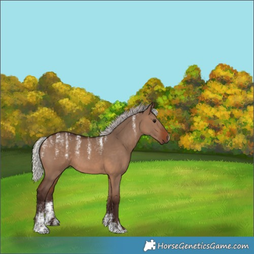 Horse Color:Powder White Silver Brown Dun 