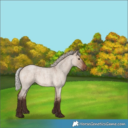 Horse Color:Silver Brown Roan Dun 