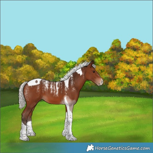 Horse Color:Powder White Silver Brown Tobiano 