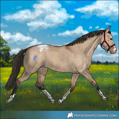 Horse Color:Bay Dun Snowcap Brindle 