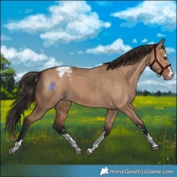 Horse Color:Bay Dun Appaloosa Brindle 