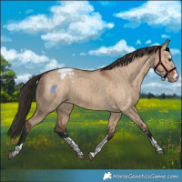 Horse Color:Bay Dun Appaloosa Brindle 