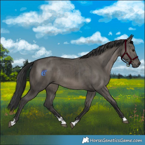 Horse Color:Grullo Rabicano Brindle 