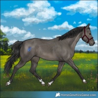 Horse Color:Grullo Rabicano Brindle