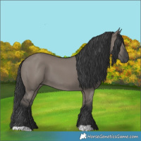 Horse Color:Grullo