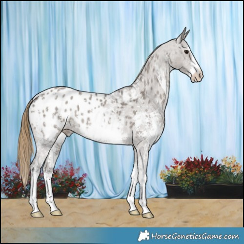Horse Color:Smoky Grullo Sabino Appaloosa 