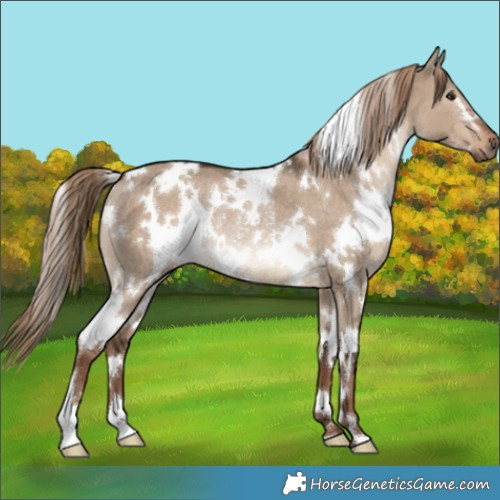 Horse Color:White Spotted Liver Red Dun Rabicano 