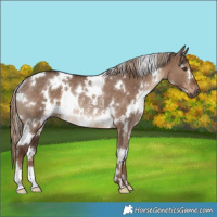 Horse Color:White Spotted Liver Red Dun Rabicano 