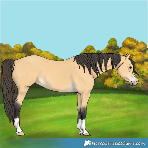 Horse Color:Buckskin 