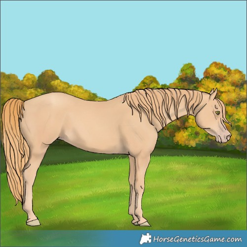 Horse Color:Gold Champagne 