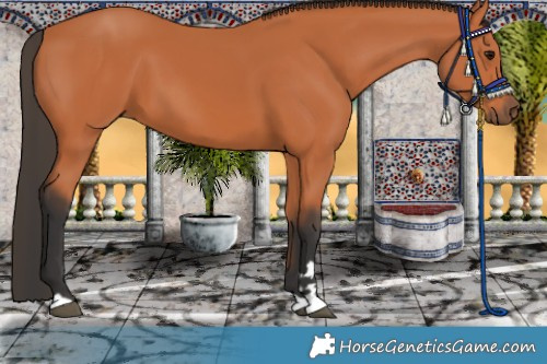 Horse Color:Bay 