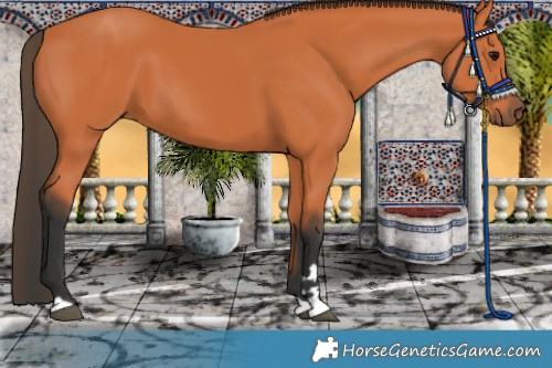 Horse Color:Bay 
