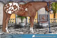 Horse Color:Chestnut Appaloosa 