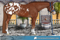 Horse Color:Chestnut Appaloosa 