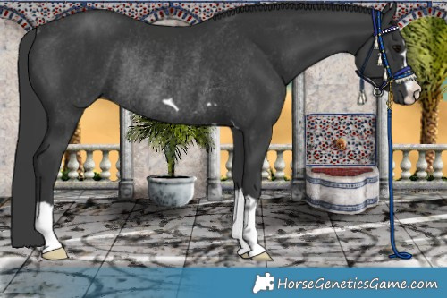Horse Color:Black Rabicano