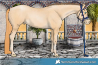 Horse Color:Buckskin Pearl 
