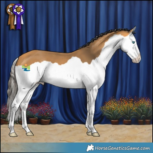 Horse Color:Buckskin Splash 