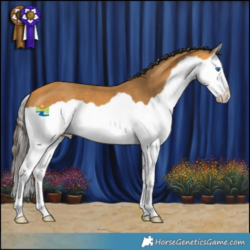 Horse Color:Buckskin Splash 