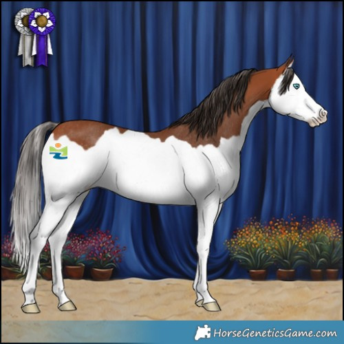Horse Color:Bay Splash Rabicano 
