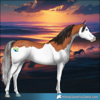 Horse Color:Bay Splash Rabicano 