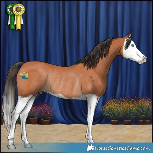 Horse Color:Bay Splash Rabicano 