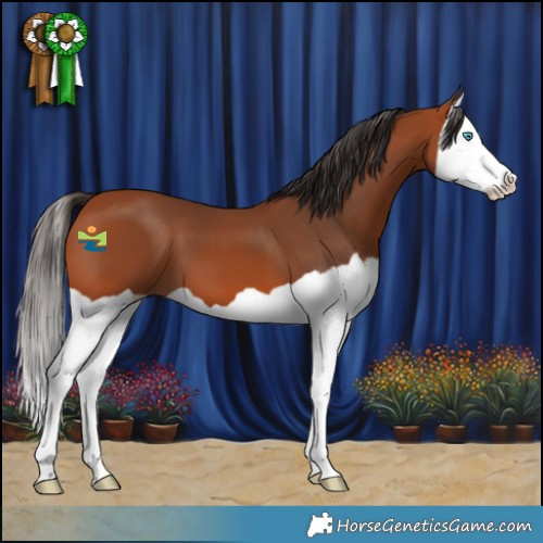 Horse Color:Bay Splash 