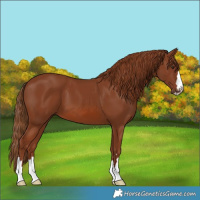 Horse Color:Chestnut 