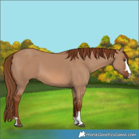 Horse Color:Red Dun