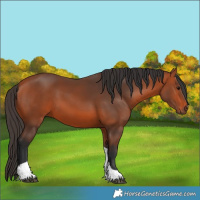 Horse Color:Bay Tobiano 