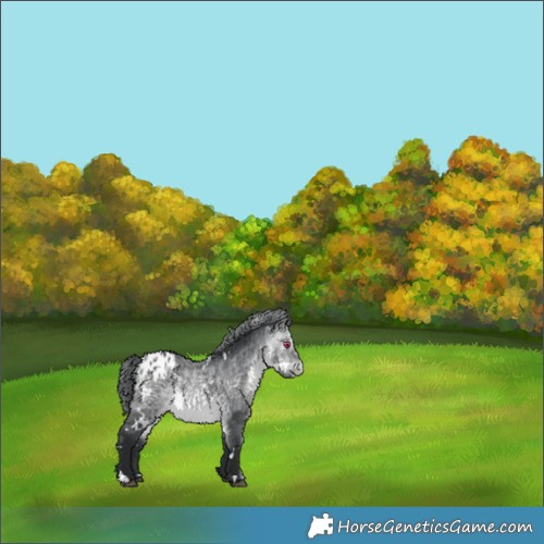 Horse Color:White Spotted Bay Chinchilla Blanket 