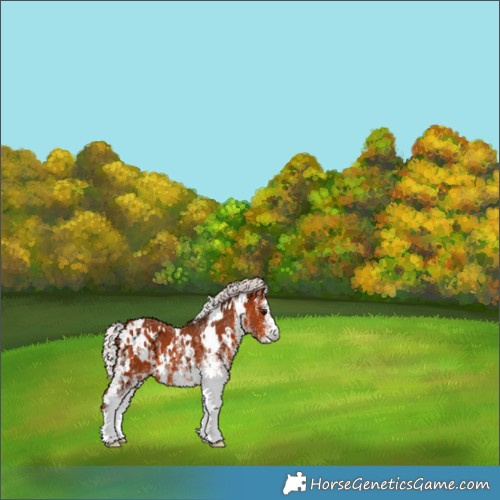 Horse Color:White Spotted Silver Bay Appaloosa 