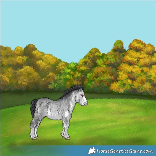 Horse Color:White Spotted Bay Chinchilla 