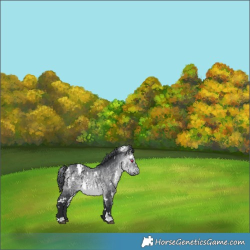 Horse Color:White Spotted Bay Chinchilla 
