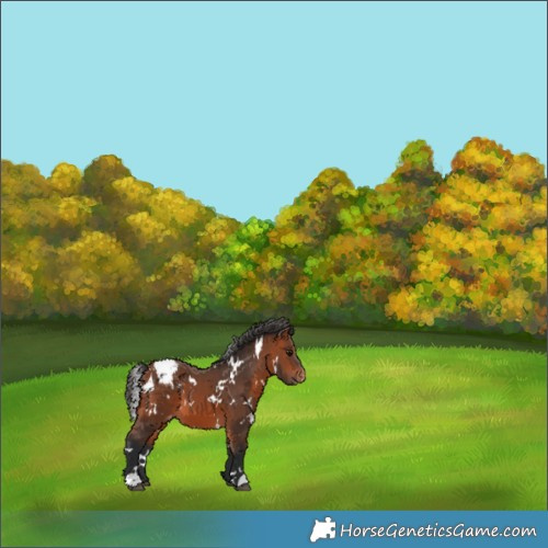 Horse Color:White Spotted Bay Appaloosa 