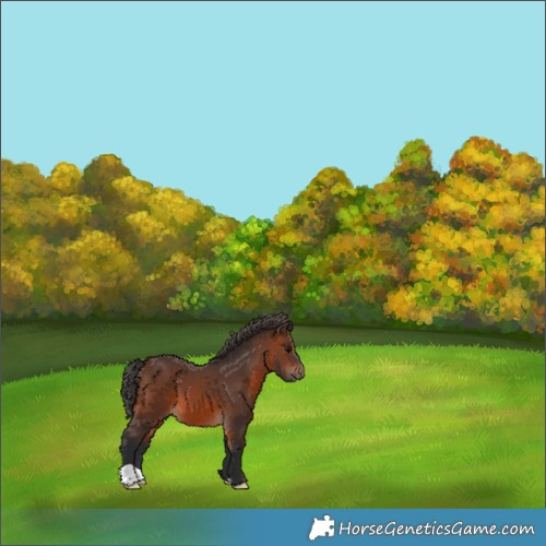 Horse Color:Brown 
