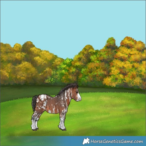 Horse Color:White Spotted Bay Appaloosa 