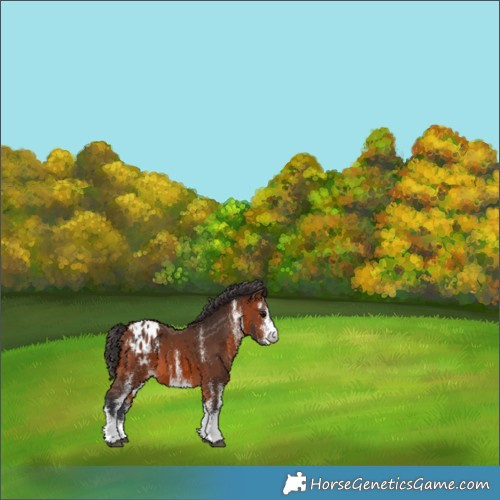Horse Color:White Spotted Bay Appaloosa 