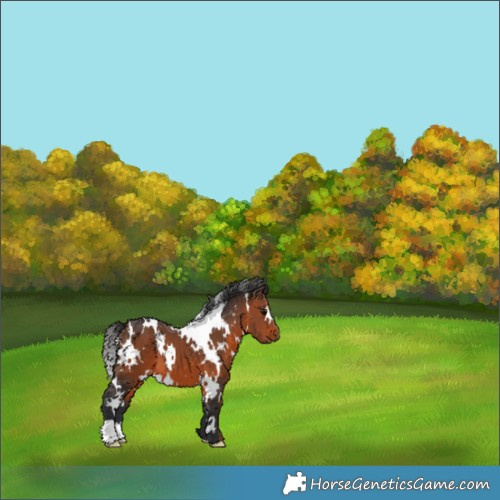 Horse Color:White Spotted Brown 