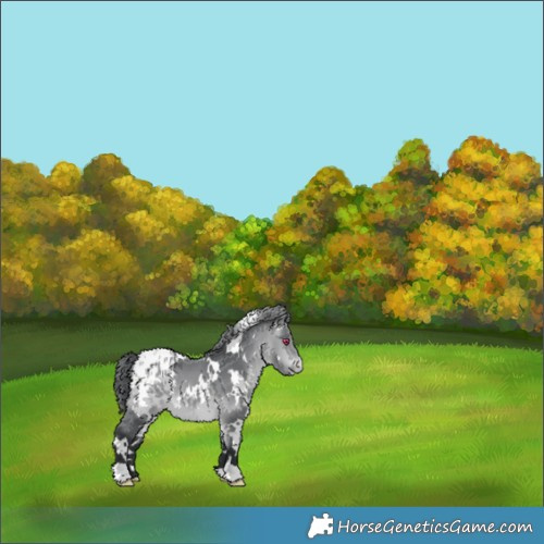 Horse Color:White Spotted Bay Chinchilla Appaloosa 