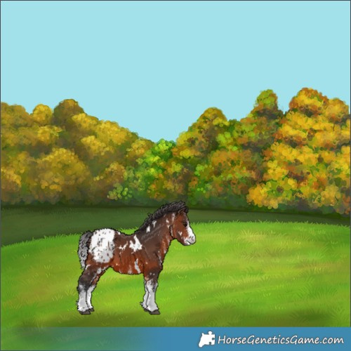 Horse Color:White Spotted Brown Appaloosa 