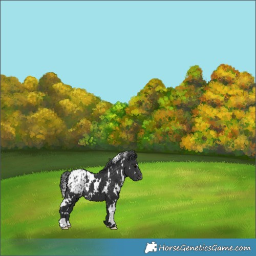 Horse Color:White Spotted Black Appaloosa 