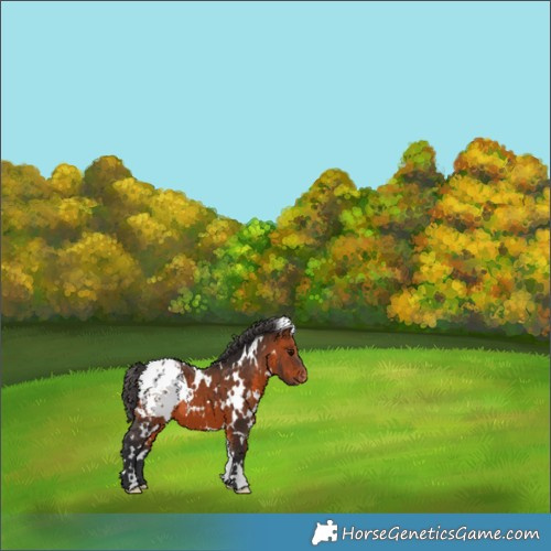 Horse Color:White Spotted Bay Appaloosa 
