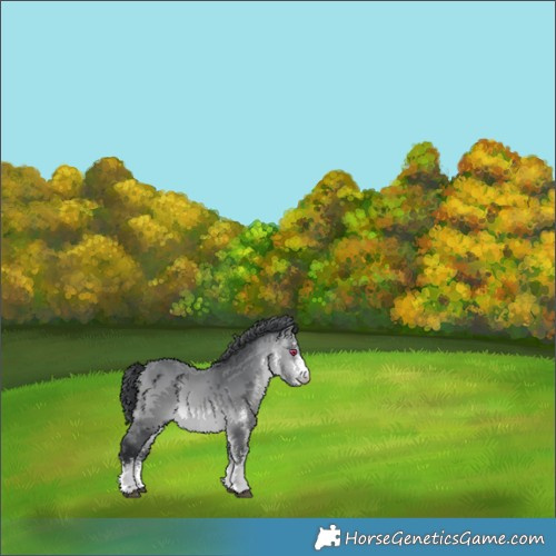 Horse Color:White Spotted Bay Chinchilla 