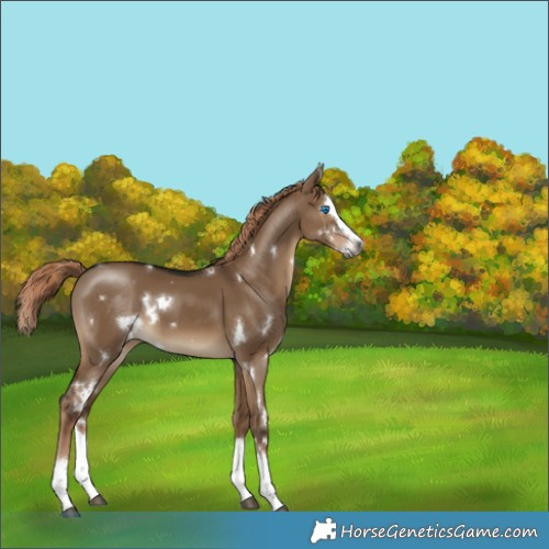 Horse Color:Gray White Spotted Liver Red Dun Splash 